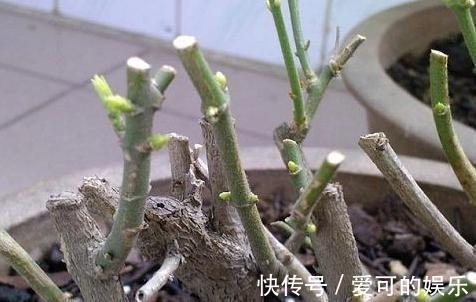 茉莉花这样养,老桩也会连续开花