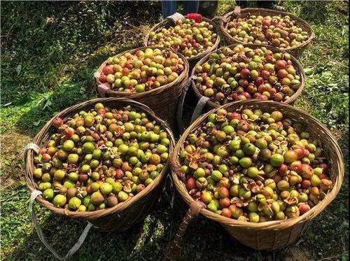 山茶花|全身都能吃，发霉的花苞都是宝，国外用的油全靠我国出口