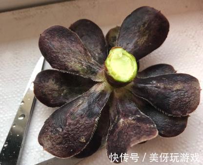 杀菌|多肉“砍头”有讲究，一共4点，很多人都会忘了第3点