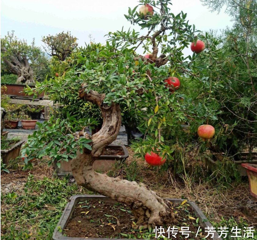 花花|盆栽石榴模样土?少了修剪这一步,咔嚓咔嚓,高大上