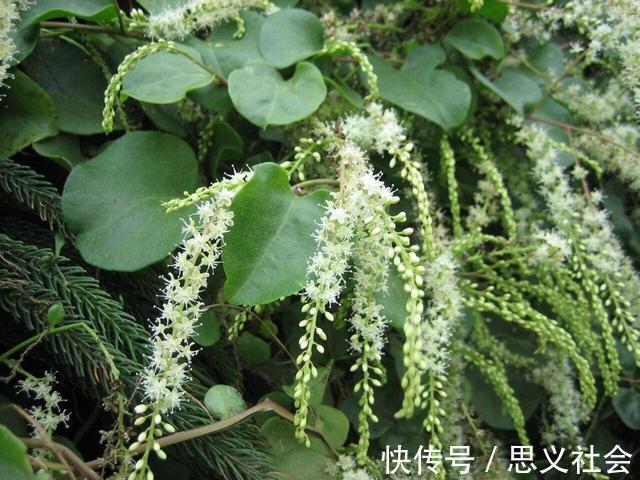 药用价值|外来物落葵薯，曾是人们讨厌的杂草，如今成餐桌美味大受欢迎