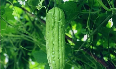 中老年人|祛湿“最狠”的5种食物,每天吃一点,排出老湿气,身体也清爽了