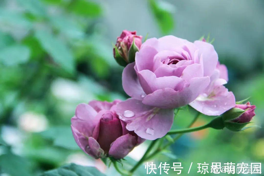 磷酸二氢钾|月季现在赶紧施肥，不然越长越差，上肥后月月开花