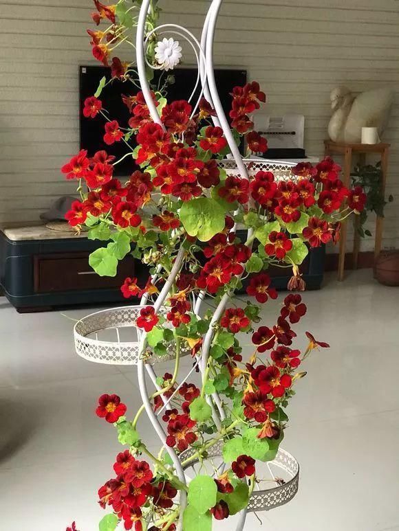 日照|“识货人”都养4种花,打理简单,花期长,开花超漂亮