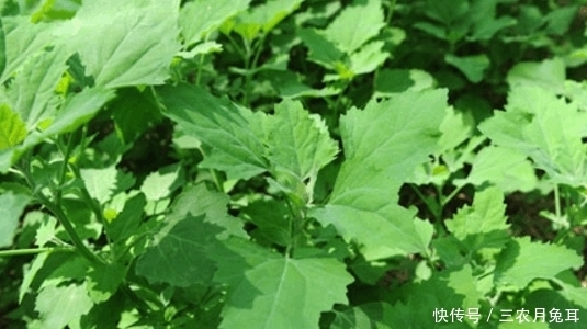 不知|农村街边常见的一种野草,不知其药用和营养价值极高,一斤卖20