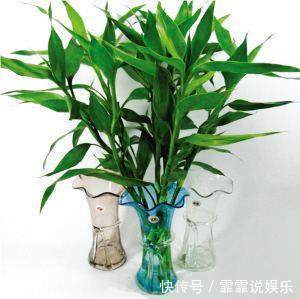 富贵竹水里加几粒它,枝干粗壮,叶片油绿,呼呼窜上屋顶