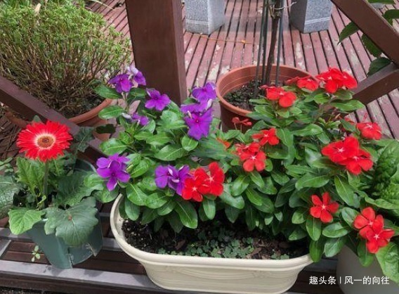 新手养花就养这3种,既便宜又好养,施点肥浇点水轻松爆满盆