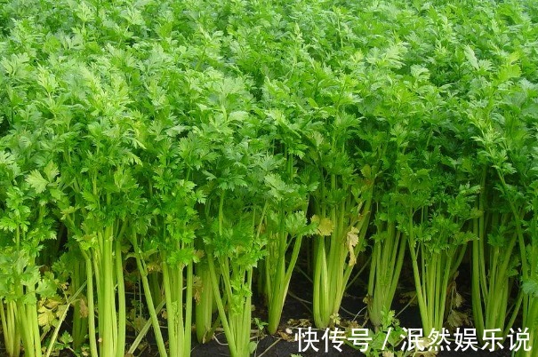 高血压患者|高血压患者想要吃美食怎么办下面4种美食随便吃，还有降压效果