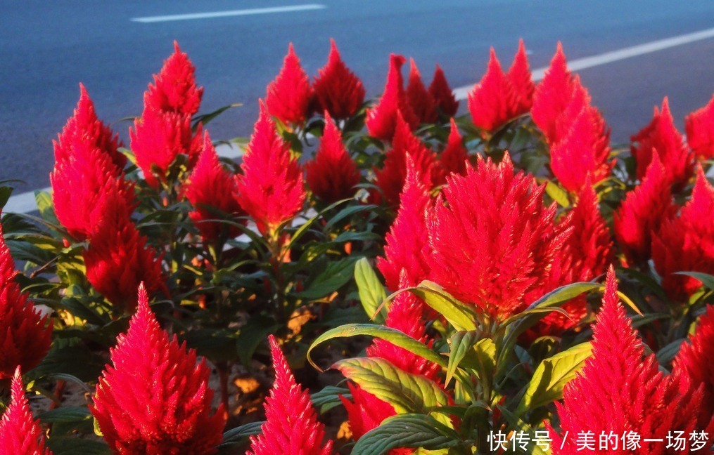 火炬花就像是一个火把一样,燃烧的火把充满了希望,很有意义的花