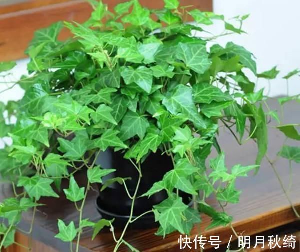 叶片|“3种花”养客厅,大气、上档次,吸“甲醛”效果好,空气清新