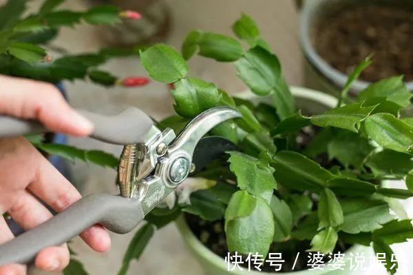 蟹爪兰简单扦插出几十盆,今后随便养,烂掉几棵也有底气