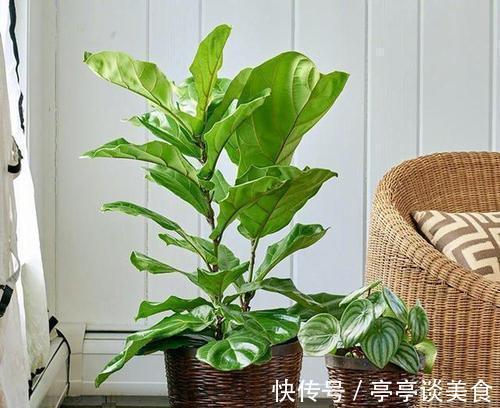 5种盆栽夏天不休眠,大水大肥的伺候,越热反而长势越旺