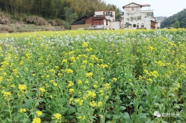 油菜花开，寿宁坝头等你打卡……