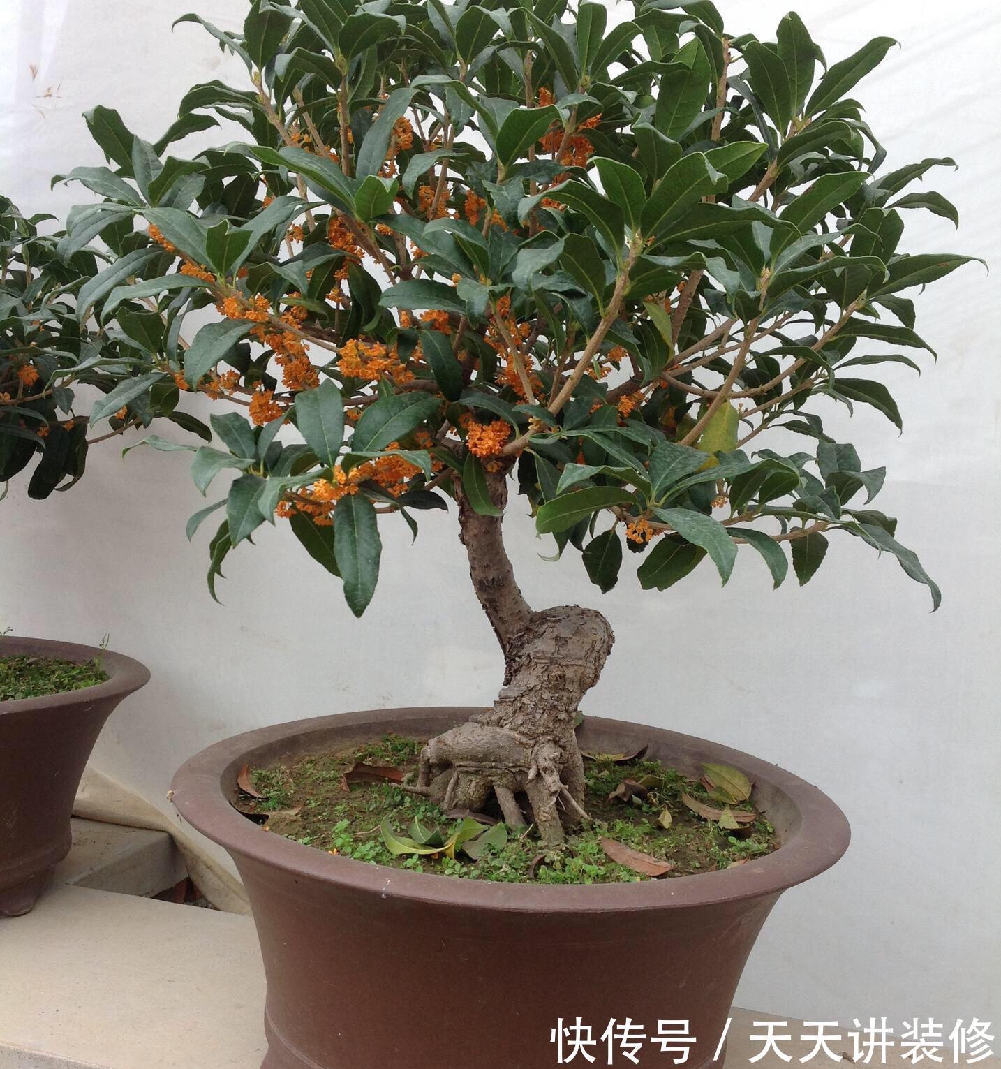 名花|6种“健康”花,寓意好又吉利,家里多养一盆,全家少生病