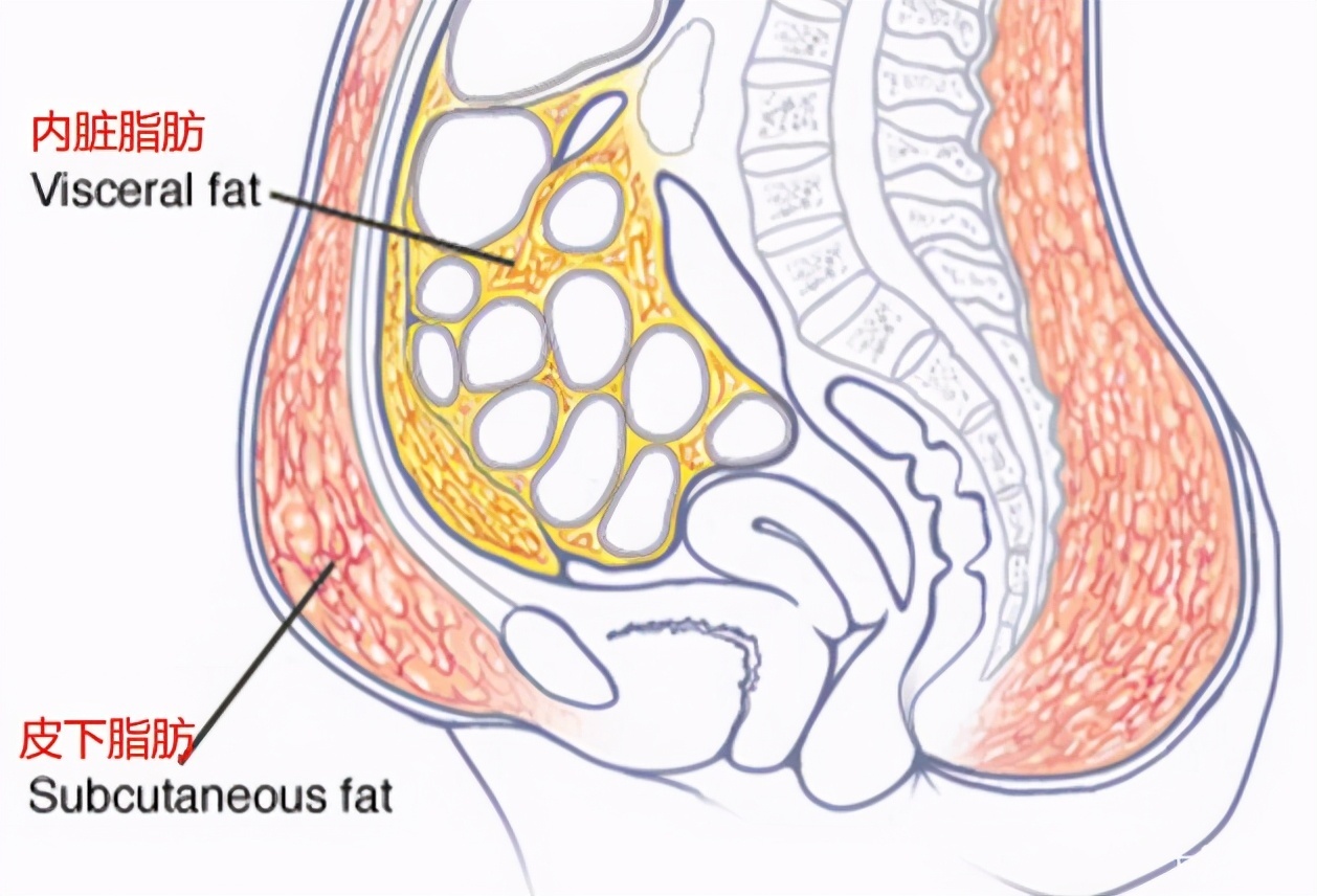 小腹|内脏脂肪过多,导致腰围肚腩过大!2个方法帮你恢复平坦小腹