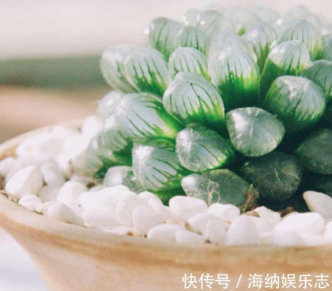 耐旱|4种多肉最适合懒人养，叶子厚实难徒长，养到就是赚到！