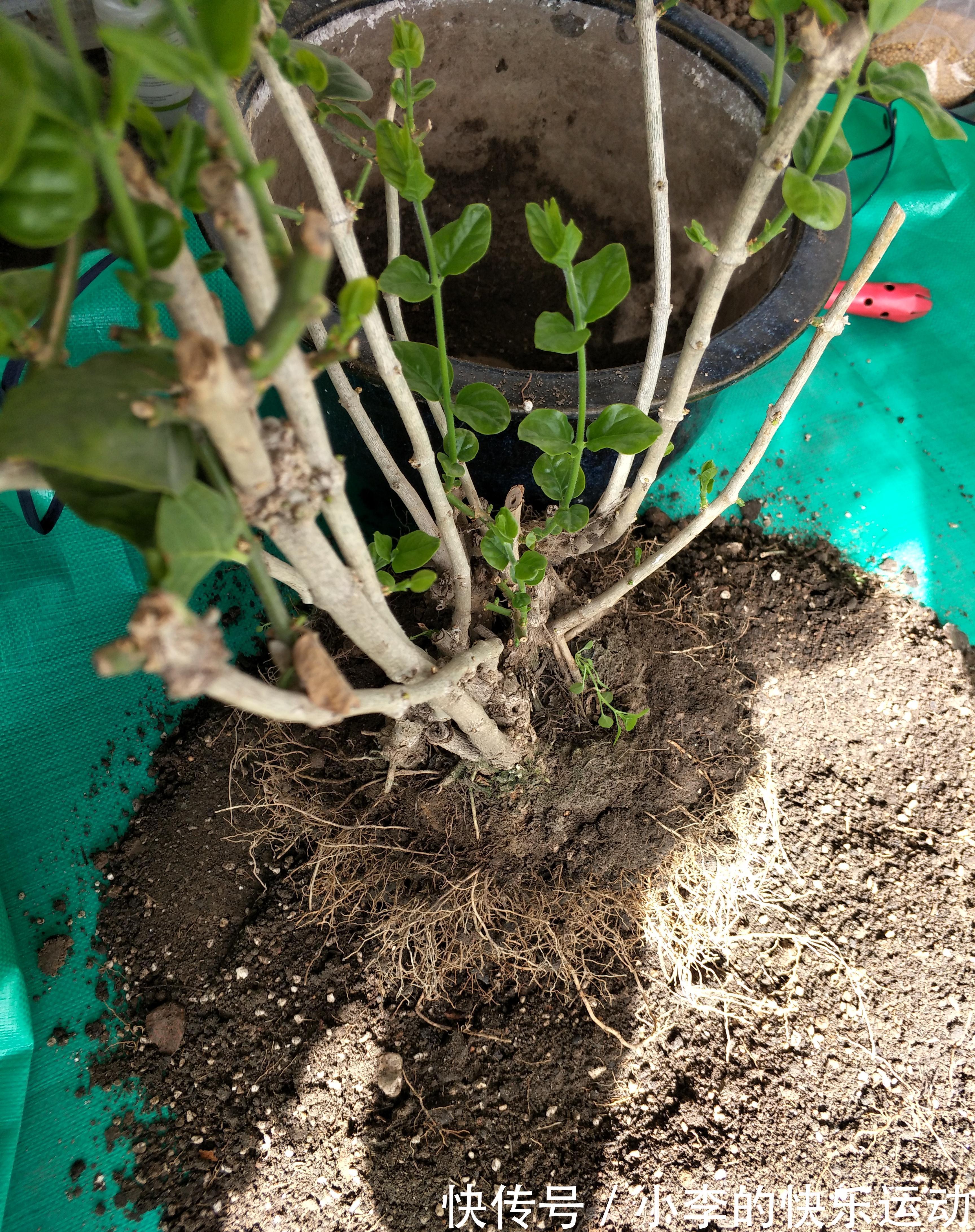 茉莉花发新芽长新叶，养护三部曲做到位，一个多月就能赏花