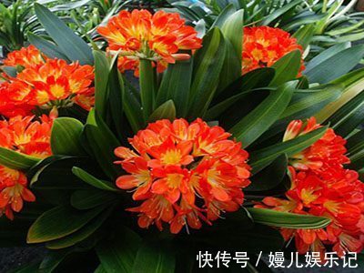 家里的花不要随便养，3种花，养人还旺财，聪明的人都在养