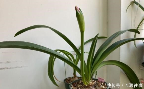 朱顶红还在长叶子给它做3步，让它睡一觉，“睡醒”直接开花！