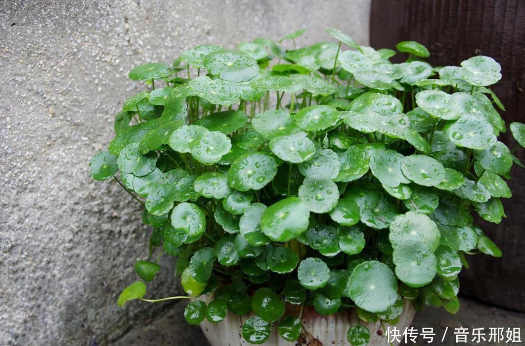 3种花最喜欢水,天天浇也没事,新手养一月花开满盆