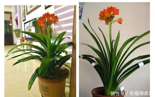 君子兰|为什么君子兰不开花,因为你忽略这些关键点