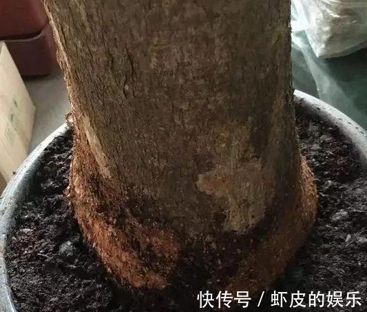 发财树烂根不要扔,教你2招小技巧,轻松就能起死回生