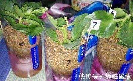 现在扦插此4种花,一周就长芽生根,一棵变多棵,成养花大户了