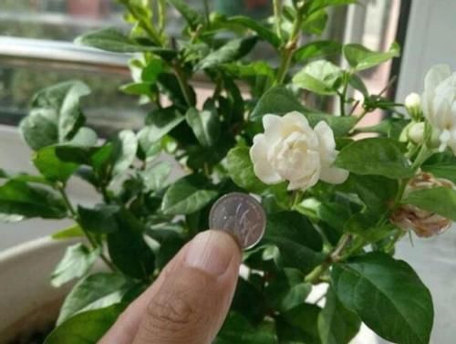 盆栽|浇这几样水溶液,居家盆栽茉莉,无需担心开花少的问题