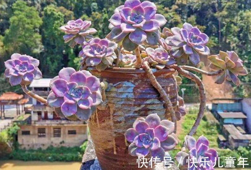 喜欢老桩多肉就养这3盆,皮实好养长势旺,养2年长成群生小老桩