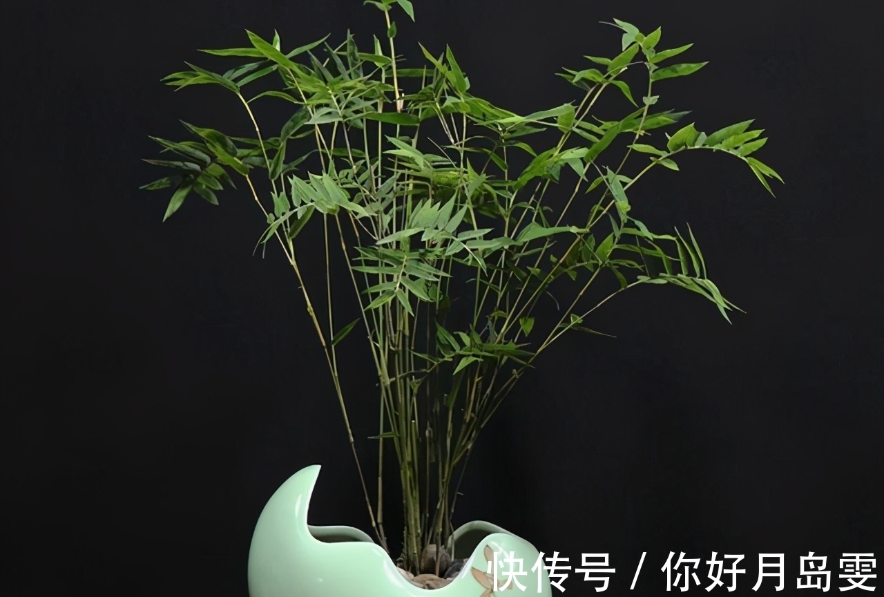 院子|没有院子养不了竹子?错,这几种竹子养在室内,比花还好看