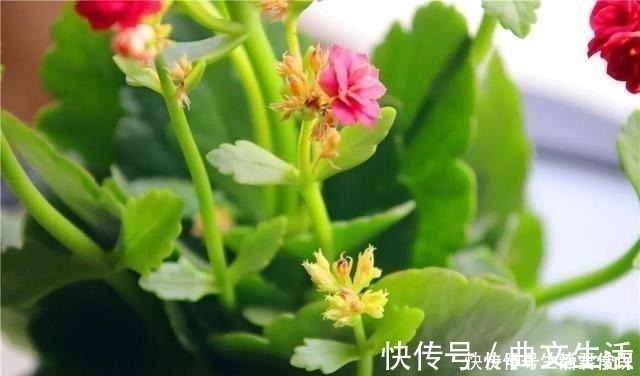 秋季|长寿花开花爆盆有秘诀,学会施肥就行了,砰砰开花全是花苞!