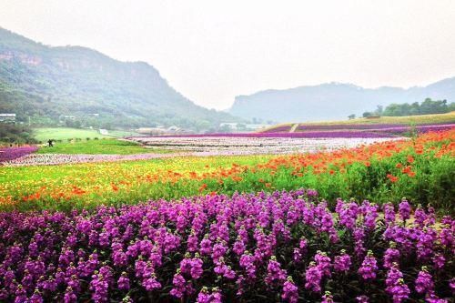 四川一“良心景区”，耗资5亿坐拥800亩花田，下午6点后不收门票