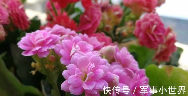 叶片|长寿花的大叶片要不要剪掉?等到出现这些情况,再动手不迟