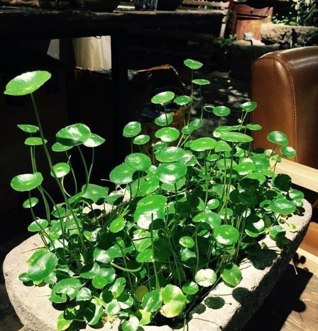 这三种花虽然丑,古代“大户人家”最爱养,“寓意好”遇水就疯长!