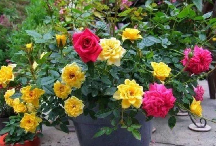 阳台养花,不妨养这些花卉,一年就能长成瀑布,花开美艳成花海