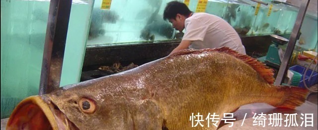 渔民捕到“天价鱼”卖出347万高价，一夜暴富，是什么鱼呢