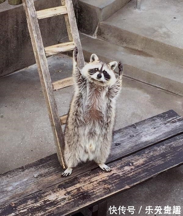 剪不剪|小长假不看点沙雕图怎么过!这世上竟有如此沙雕的手办!