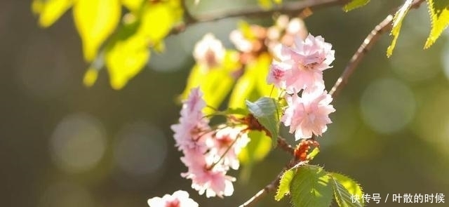 芳菲四月，繁花依旧