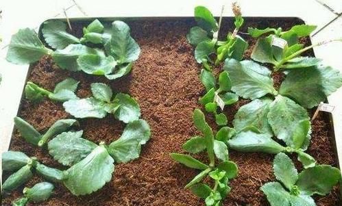 修剪|3种花,扦插最好活,枝条沾土就生根,不出俩月长满盆