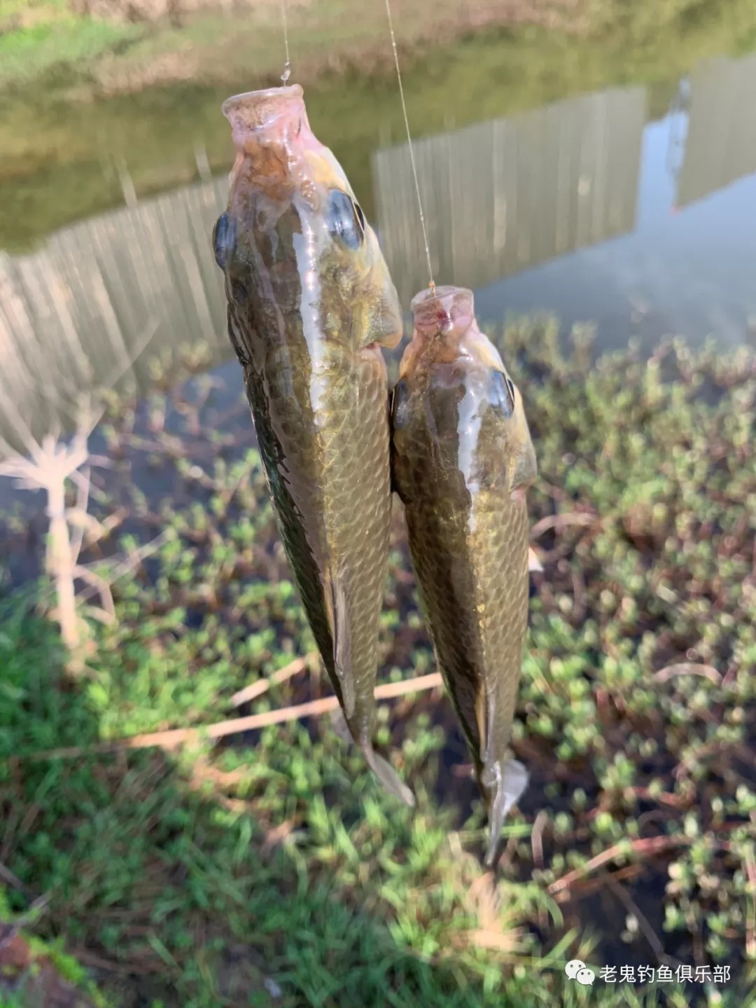冬天冷,开出的饵料无鱼吃?牢记这五字,大板鲫随你钓