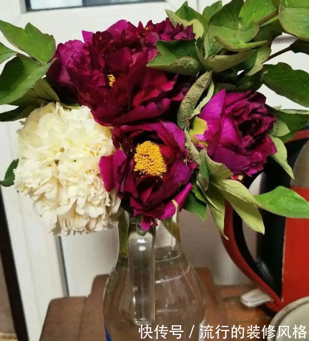 君子兰|8种花夏天不能买，买回来就死，白浪费钱