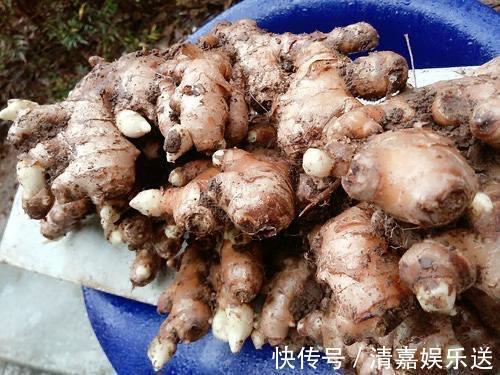 漂亮|厨房吃不完的5种菜,种“花盆里”,变盆景开花美,能吃好几茬