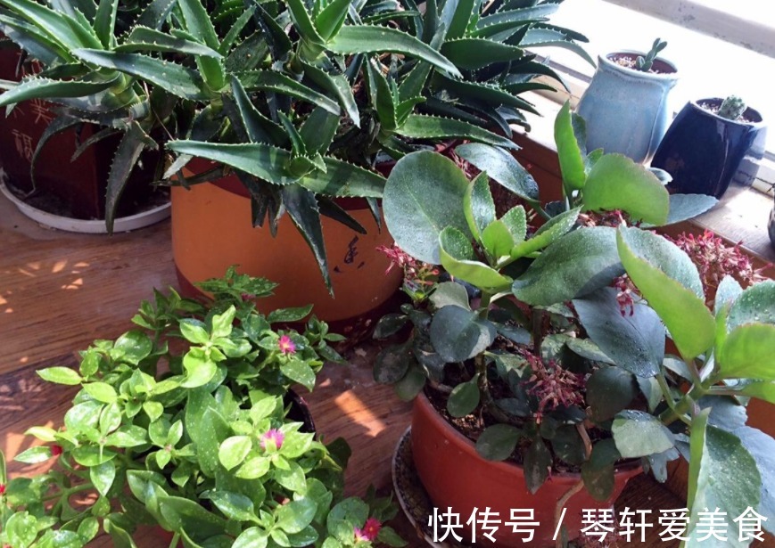 养花|松树三宝：松果壳、松针、松树皮，拿来养花，各有妙用