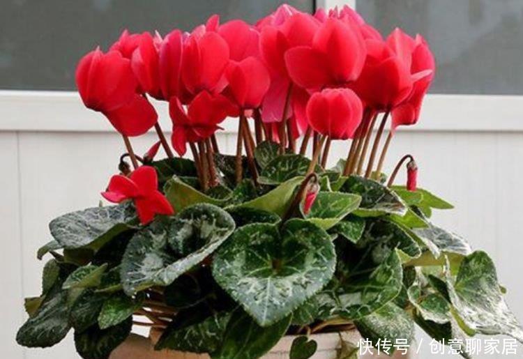 4种花养家里,看了就让人沉醉,年年开花不断,美!