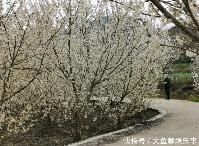 “云”赏花！镇宁李花樱花醉游客