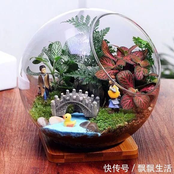 花友|她家从不养绿萝,就养4种“颜值花”,叶子比花还好看