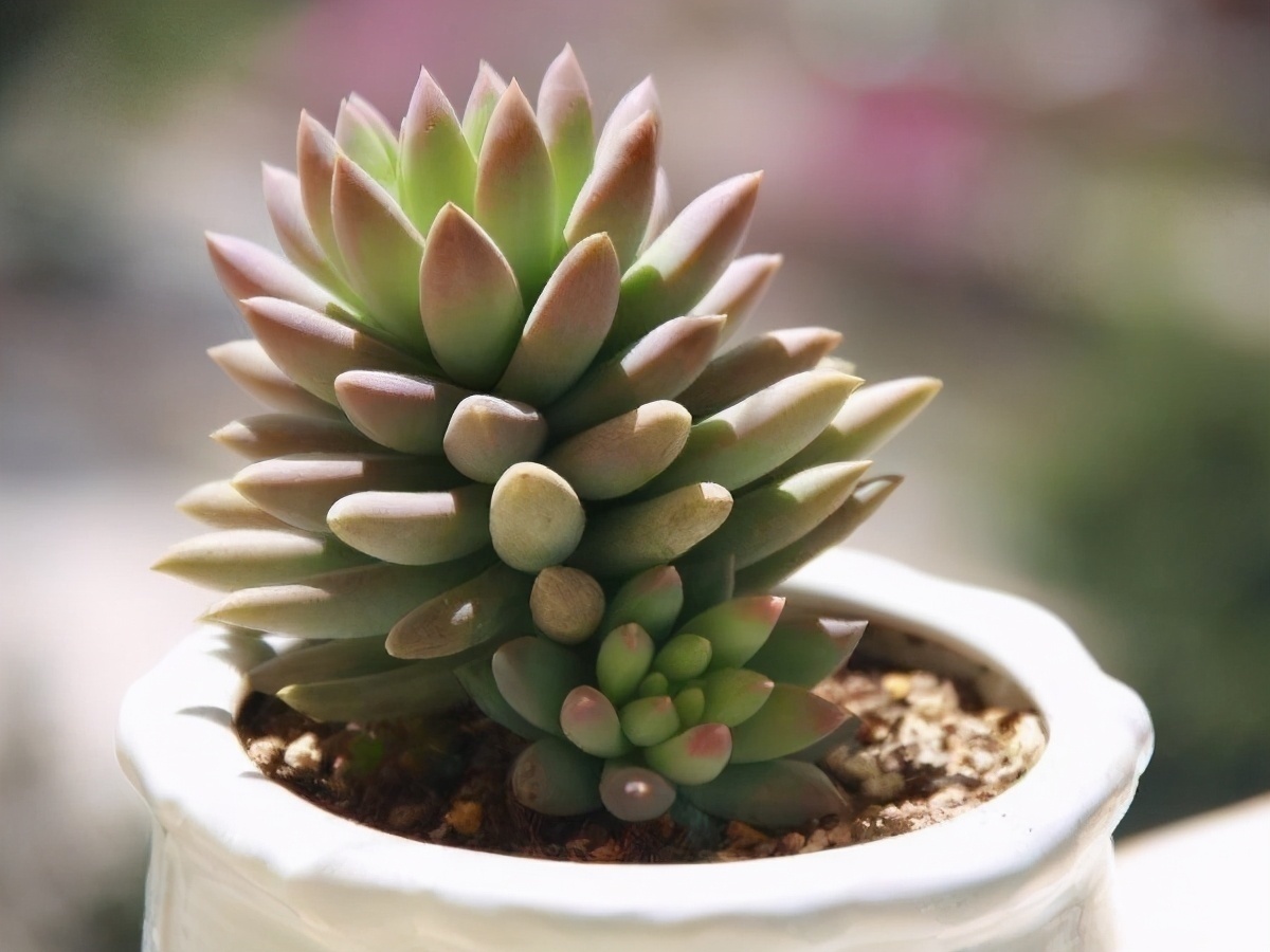 6款多肉大普货,完全靠实力征服花友,养护简单出状态真好看