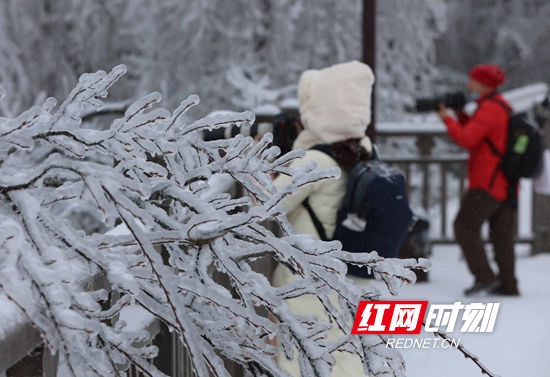 天子山|张家界景区天子山：雨雪迎新春 冰挂晶莹剔透（组图）