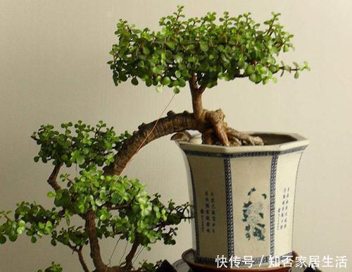 银杏树|3种漂亮盆景,2年长成老桩,高端大气上档次,是家庭盆栽佳品