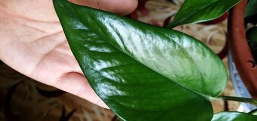 记住|吊兰绿萝,两三天就黄叶记住“2不要”,叶子翠绿发亮